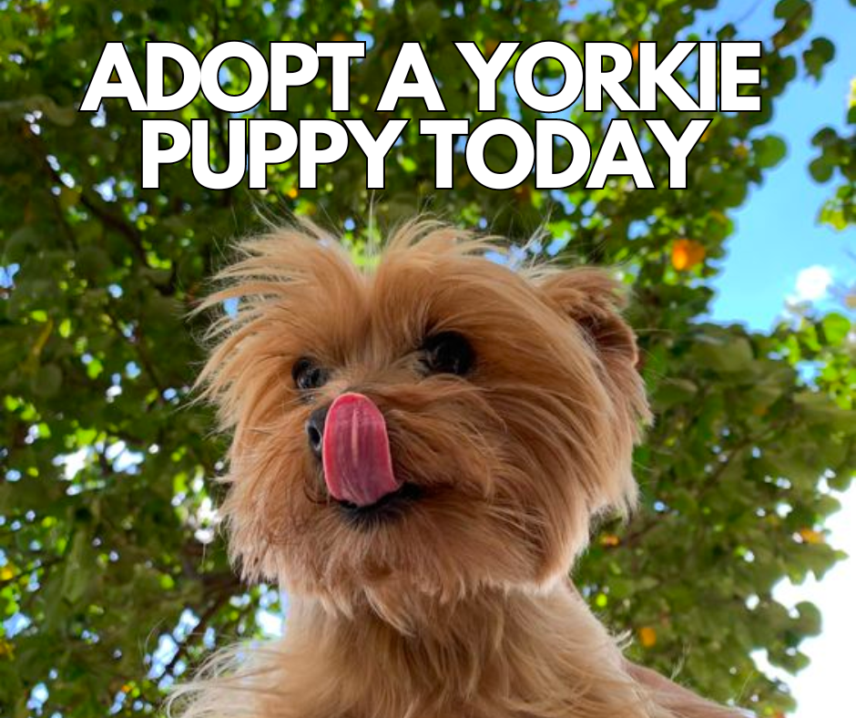 Adopt a Yorkie Puppy Today: A Guide to Finding Your New Best Friend