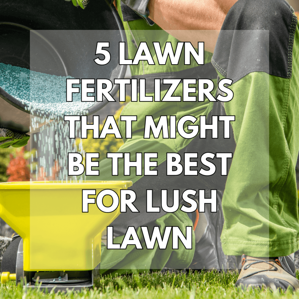 Keeping Your Lawn Lush: A Guide to Lawn Fertilizers