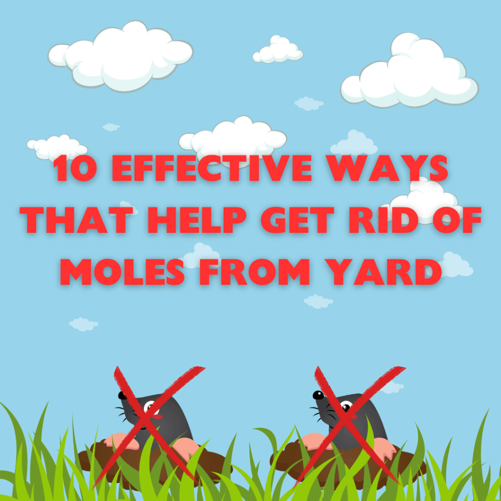 Don't Let Moles Make a Home in Your Yard: Effective Strategies to Reclaim Your Lawn