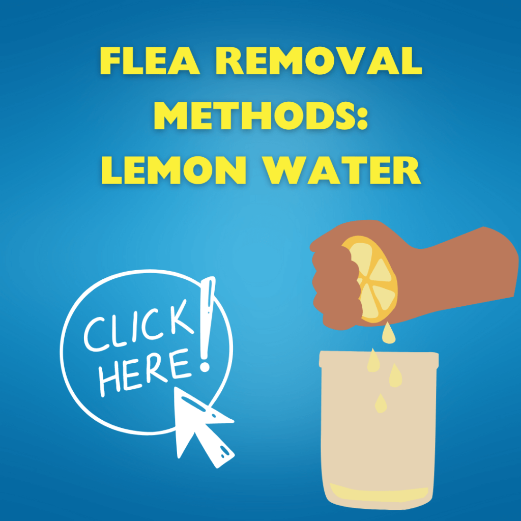 How to get rid of fleas