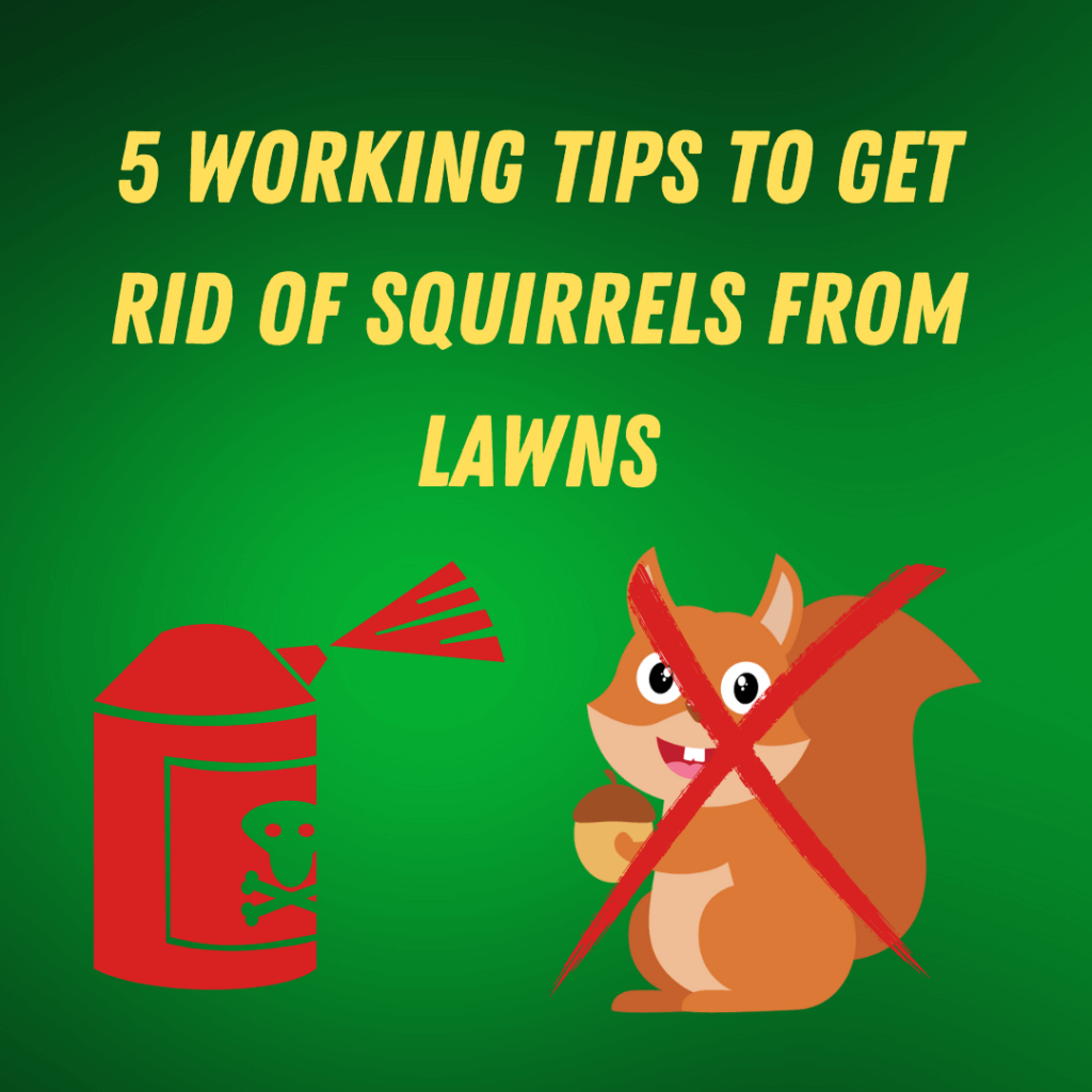 How to Get Rid of Squirrels